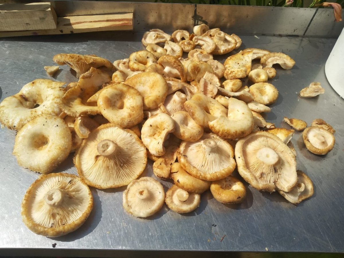 WhatsApp Image 2023-08-04 at 18.06.33.jpeg