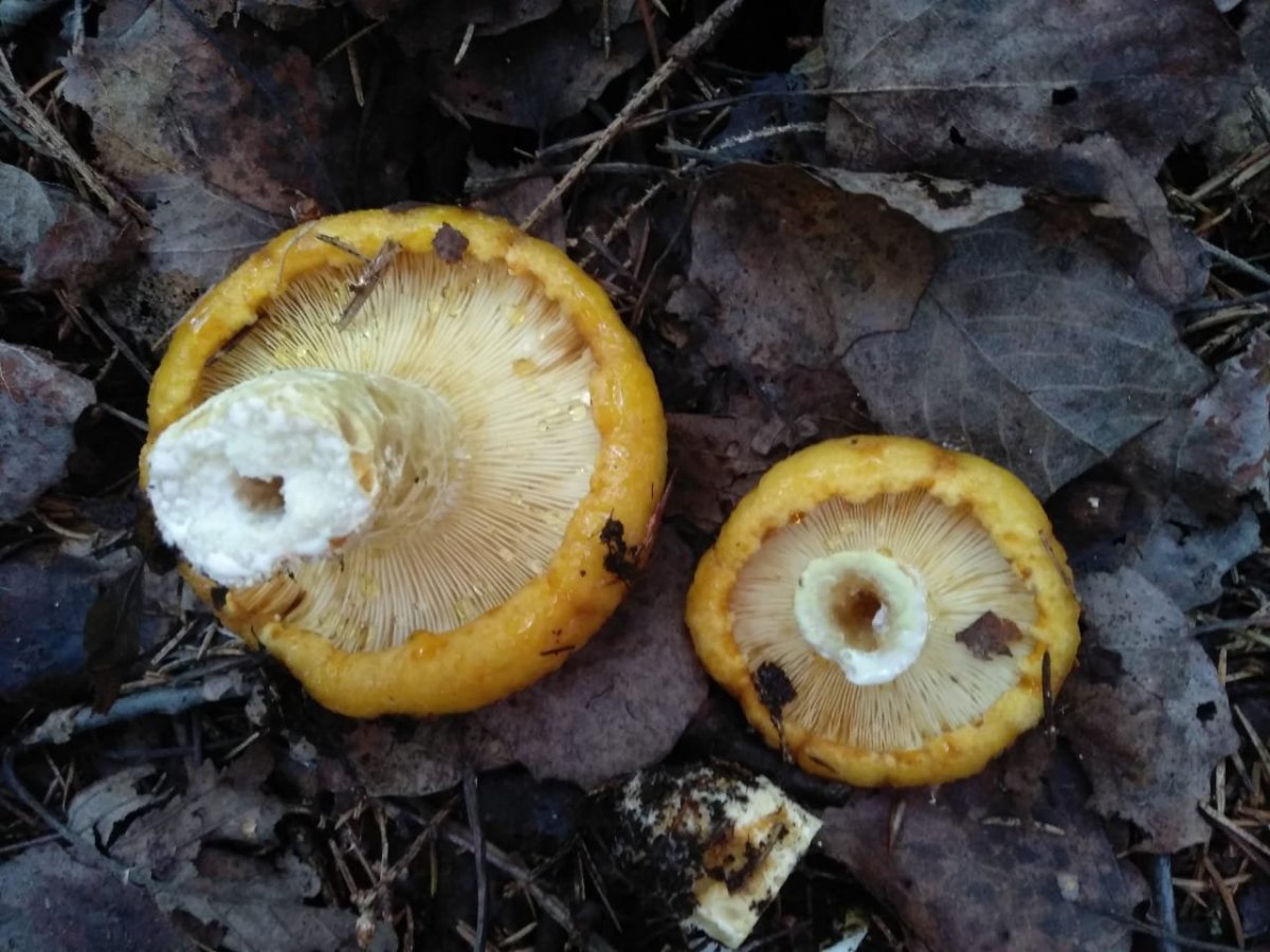 WhatsApp Image 2023-08-01 at 17.20.05.jpeg