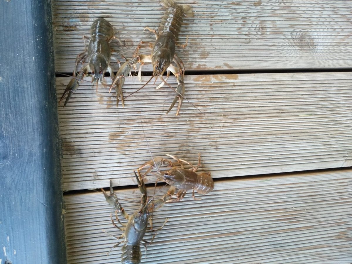 WhatsApp Image 2023-08-26 at 07.52.27(1).jpeg