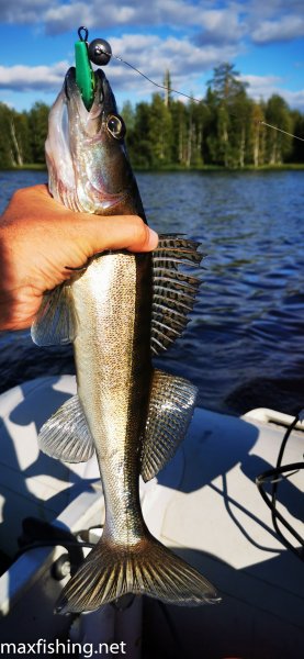 Судачок 174 грамма