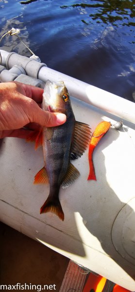 Окунек и поролон