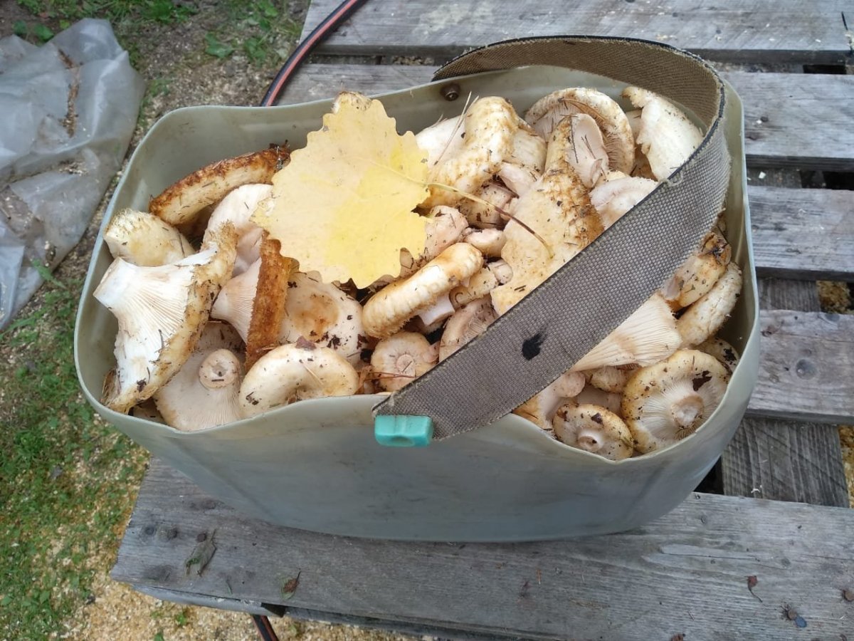 WhatsApp Image 2023-09-04 at 11.54.06(2).jpeg