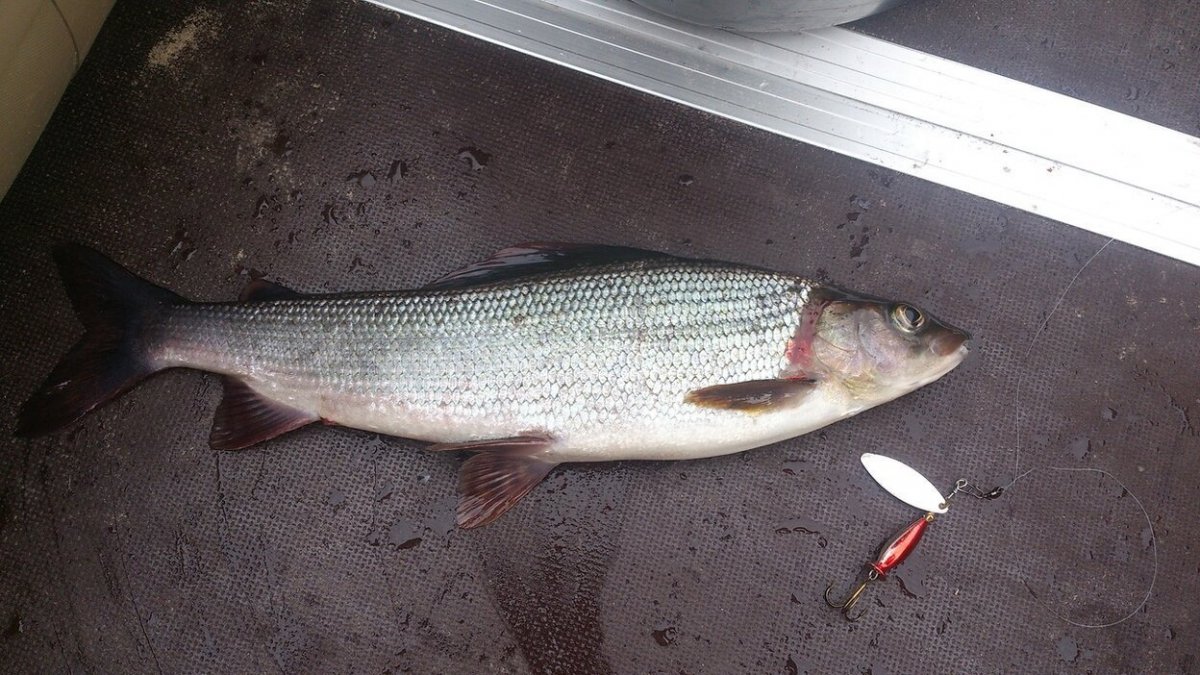 2015-08-26 13-09-26.JPG