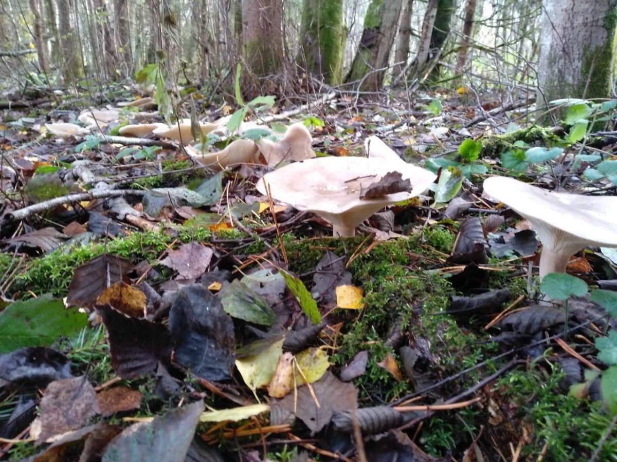 WhatsApp Image 2023-10-19 at 15.35.05.jpeg