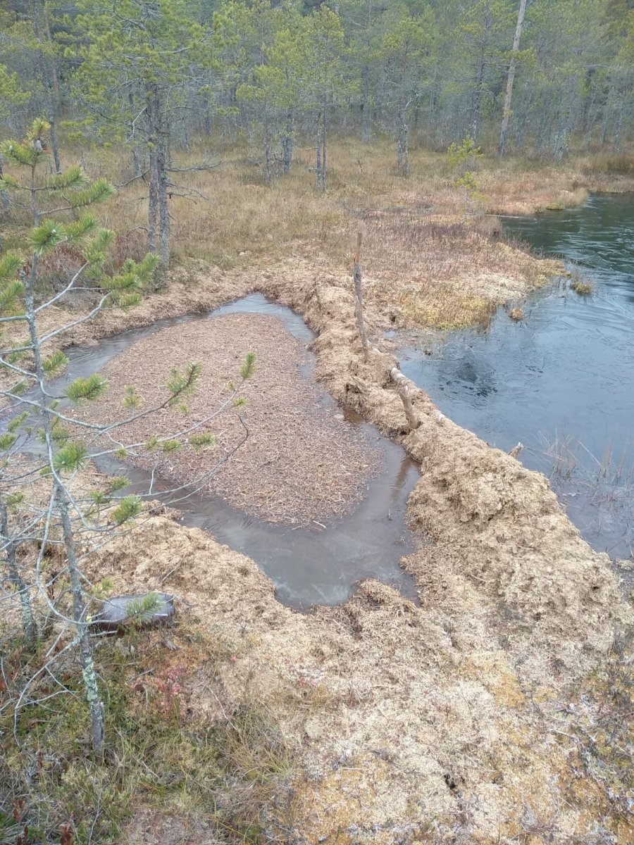 WhatsApp Image 2023-10-28 at 10.31.05.jpeg