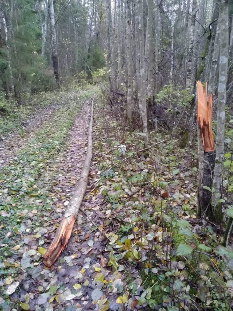 WhatsApp Image 2023-10-19 at 15.35.08.jpeg