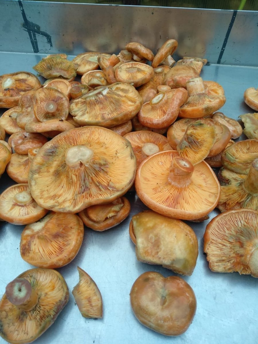 WhatsApp Image 2023-10-19 at 15.35.04.jpeg