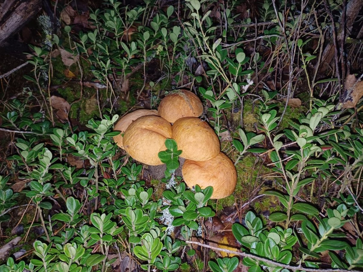 IMG-20231009-WA0001.jpg