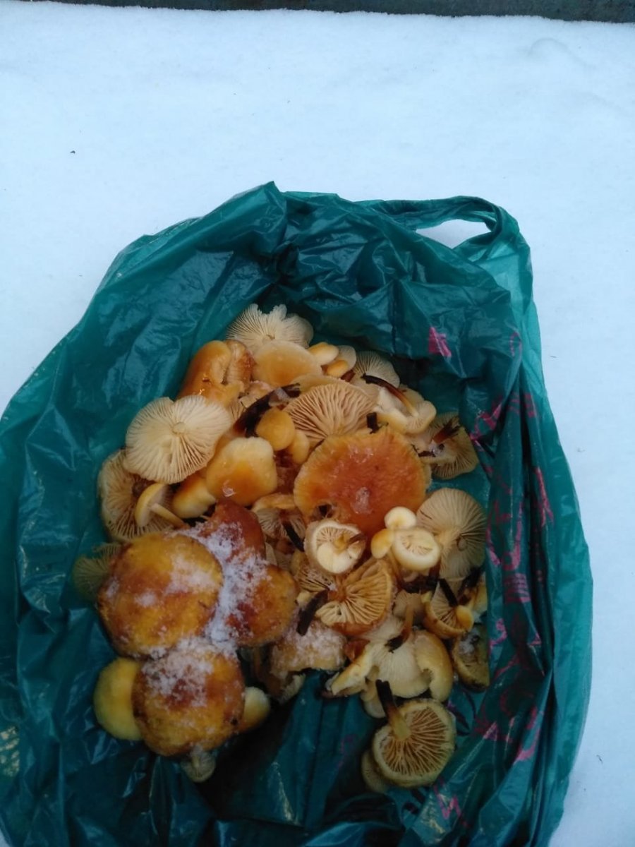 WhatsApp Image 2023-11-15 at 17.17.52.jpeg