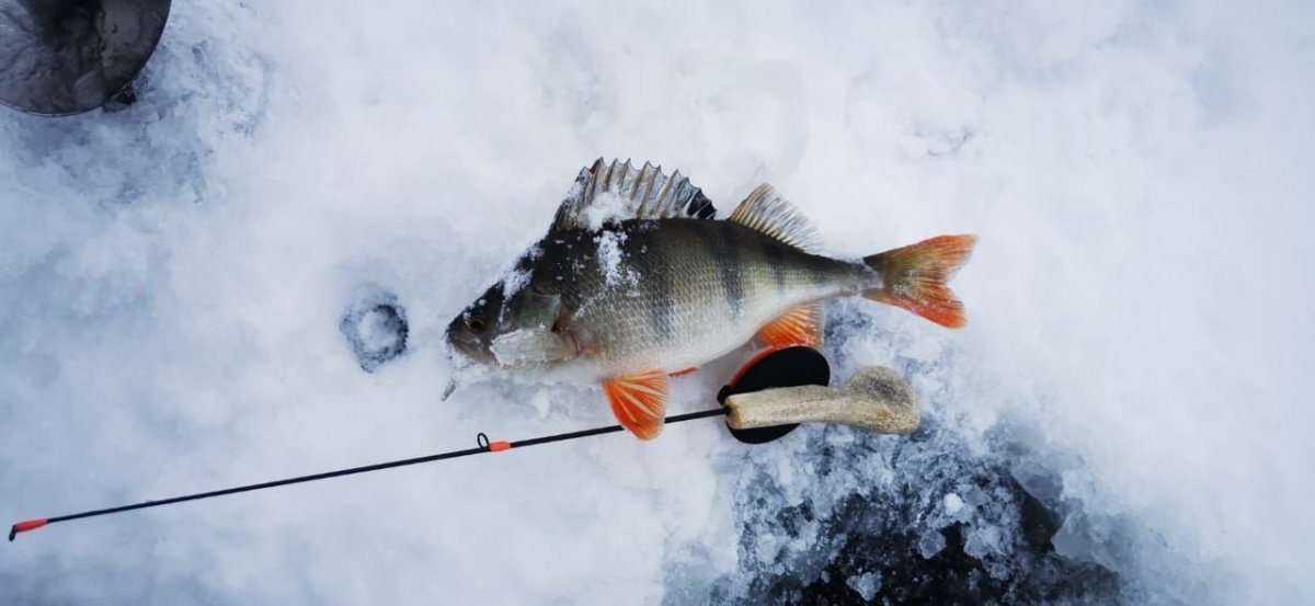 WhatsApp Image 2023-11-26 at 09.17.27.jpg