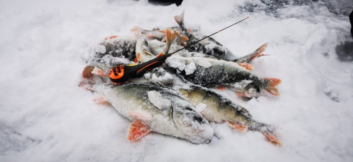 WhatsApp Image 2023-11-26 at 09.17.274.jpeg