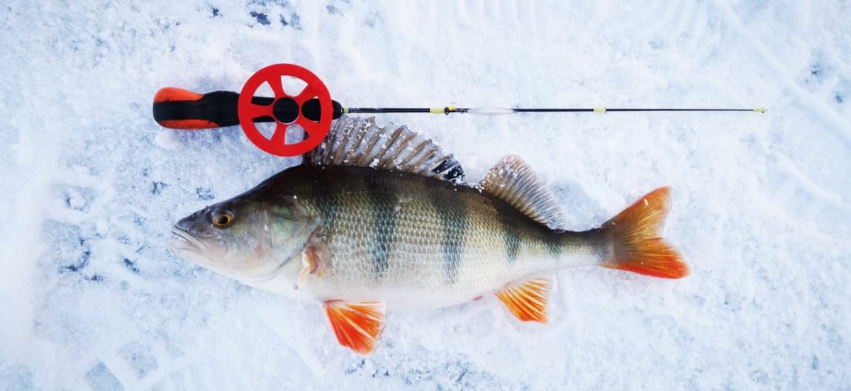 WhatsApp Image 2024-01-08 at 09.25.39.jpeg