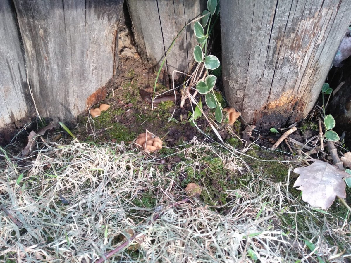 WhatsApp Image 2024-03-31 at 19.27.48.jpeg