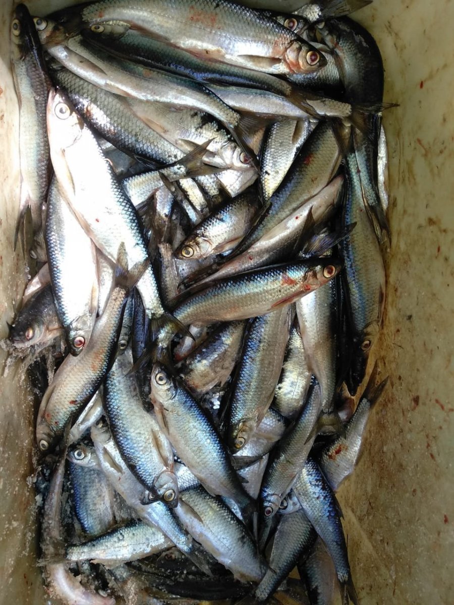 WhatsApp Image 2024-05-21 at 07.37.22(1).jpeg