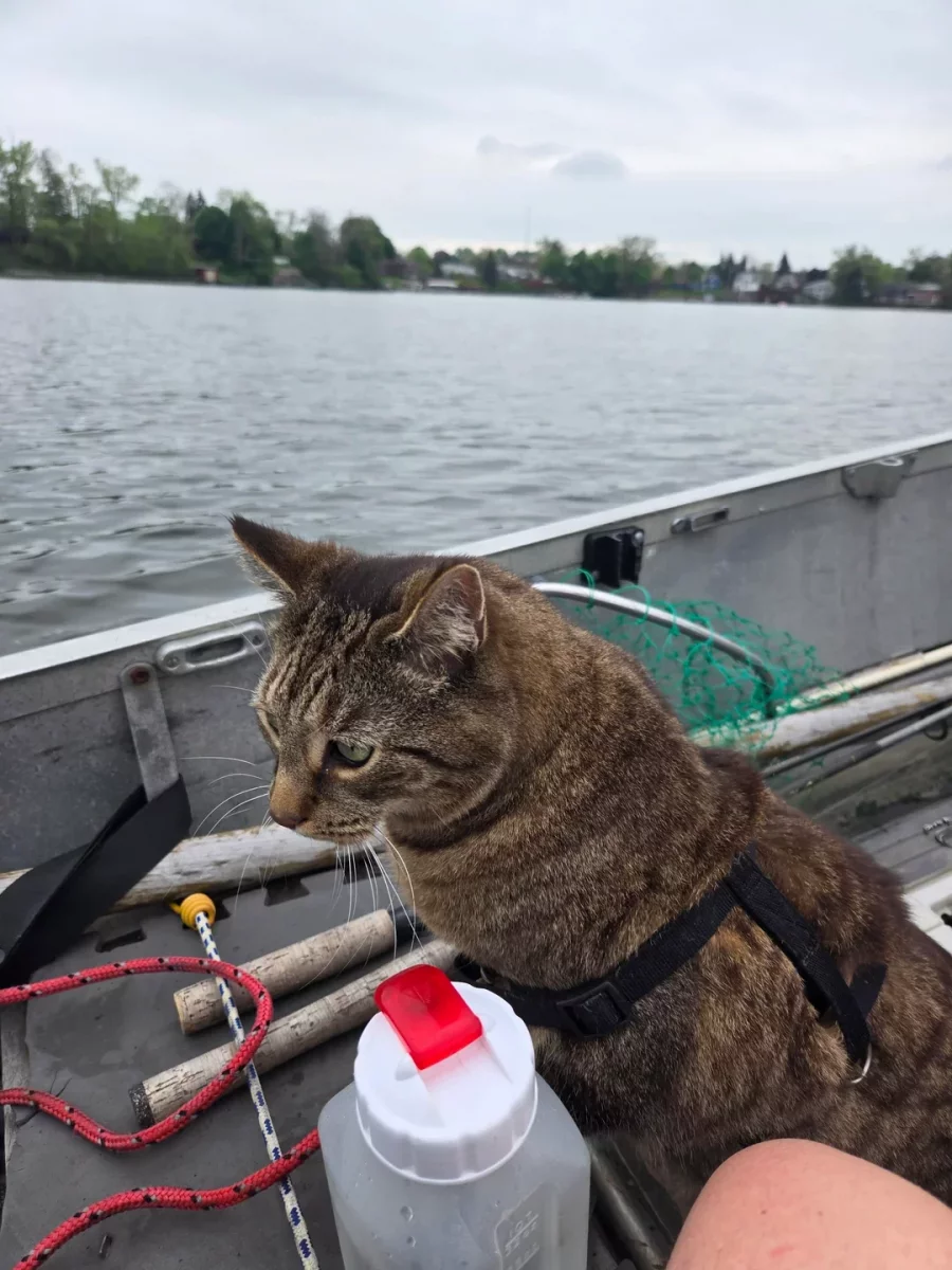 norman-took-his-first-boat-ride-today-v0-0ti4msvbdhyc1.webp