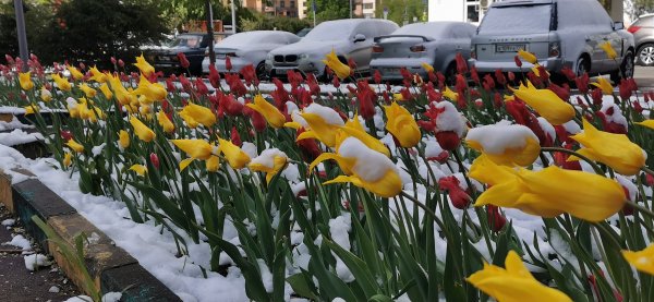 Майский снег