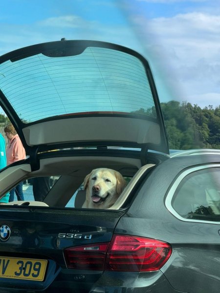 Собачка в багажнике в городке Дартмут