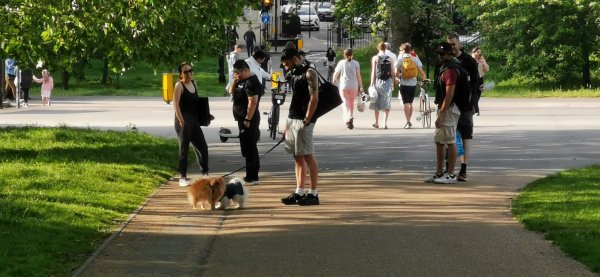 Гайд парк, много народу с собаками