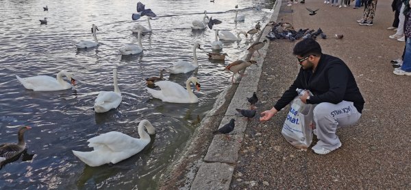 Гайд парк птиц просто немеряно