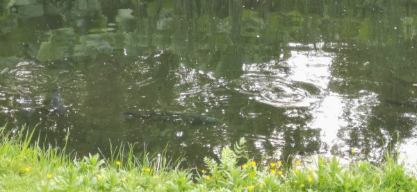 Гайд парк и рыбы тоже есть