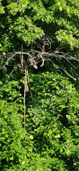 Гайд парк, словил белочку на утренней пробежке