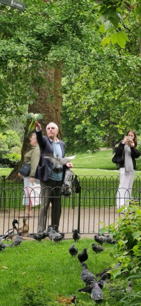 Дядька целенаправленно кормил блудных попугаев, прогоняя голубей