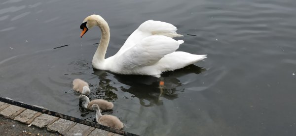 Лебедиха с гадкими утятами