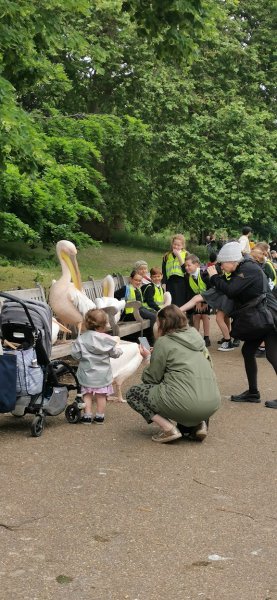 Легендарные пеликаны парка