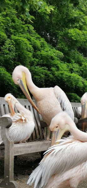 Легендарные пеликаны парка