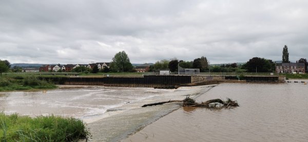 Принесло коряжки