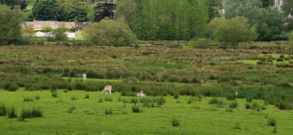 А кто хозяин оленей?