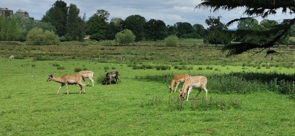 А кто хозяин оленей?