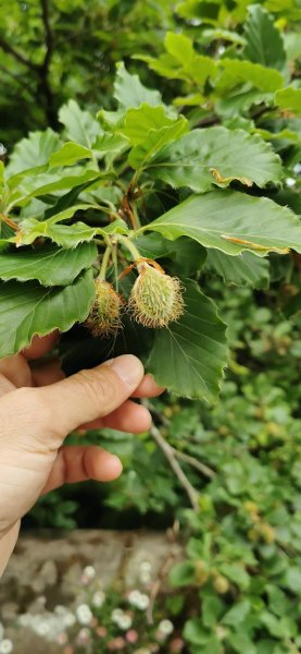 Мохнатые яйца бука