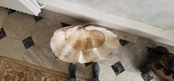 Ракушка