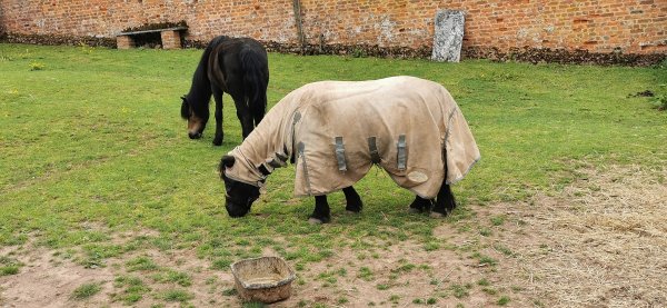 Конь в пальто