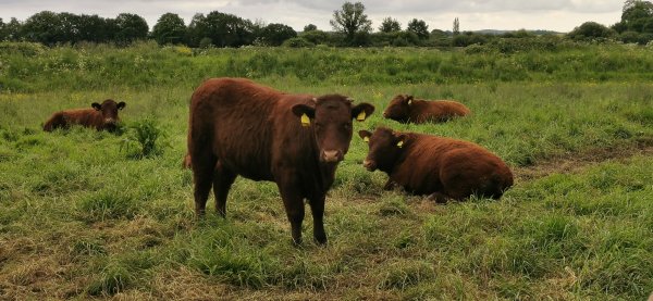 Везде коровки