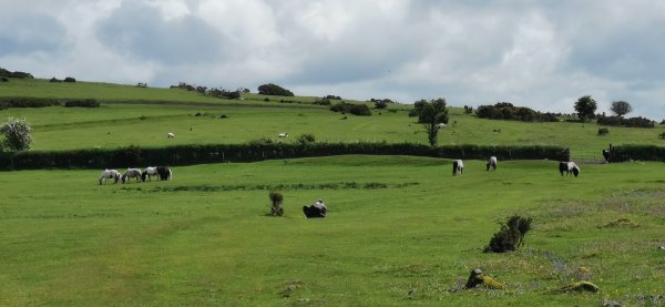 Пейзаж в пустошах - мурах в Dartmoor