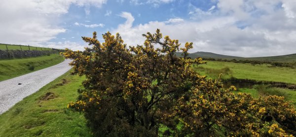 Опять желтенькео