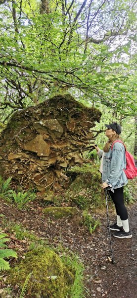 Упавшее дерево