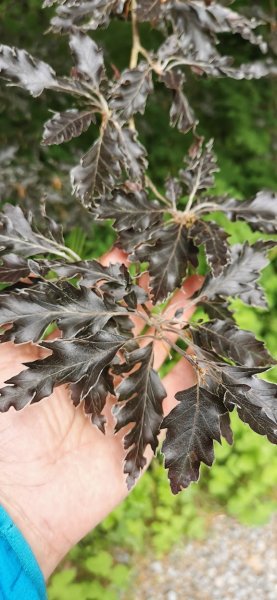 Даррингтон холл. Клен?