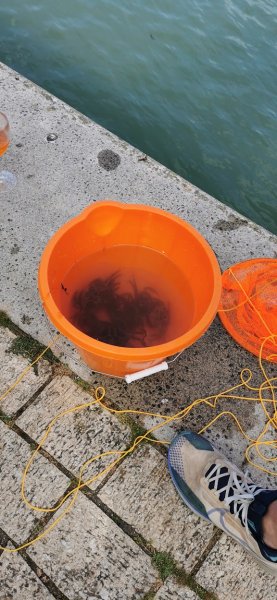 Ловят крабов