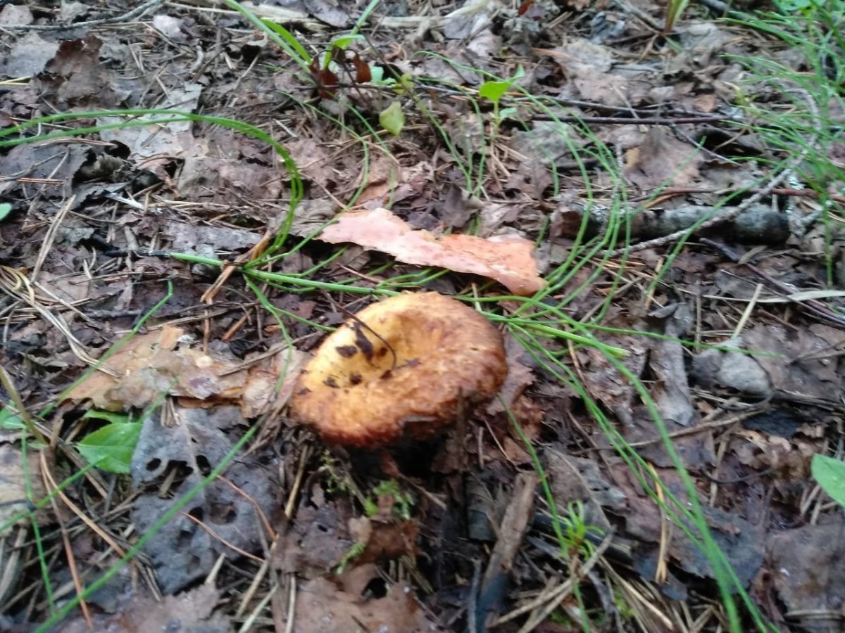 WhatsApp Image 2024-07-23 at 08.38.14(1).jpeg