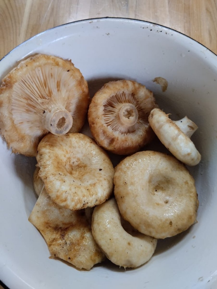 WhatsApp Image 2024-07-29 at 20.52.34.jpeg