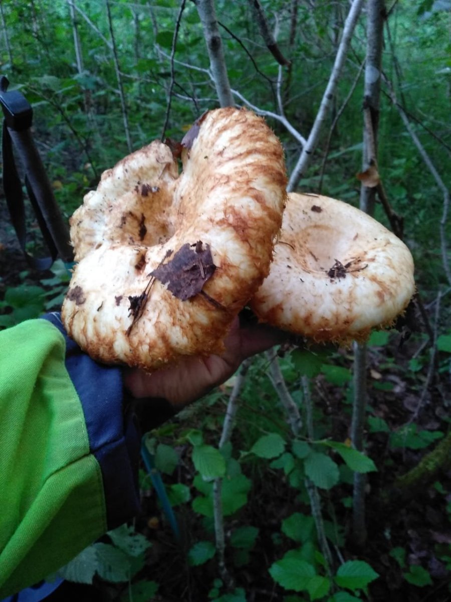 WhatsApp Image 2024-07-29 at 20.56.13(2).jpeg