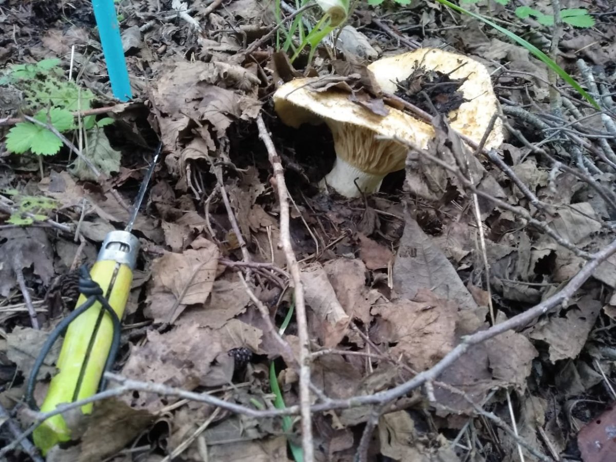 WhatsApp Image 2024-07-23 at 08.38.14.jpeg