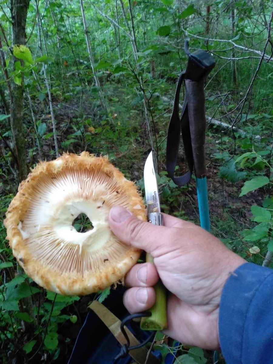 WhatsApp Image 2024-07-29 at 20.56.13.jpeg