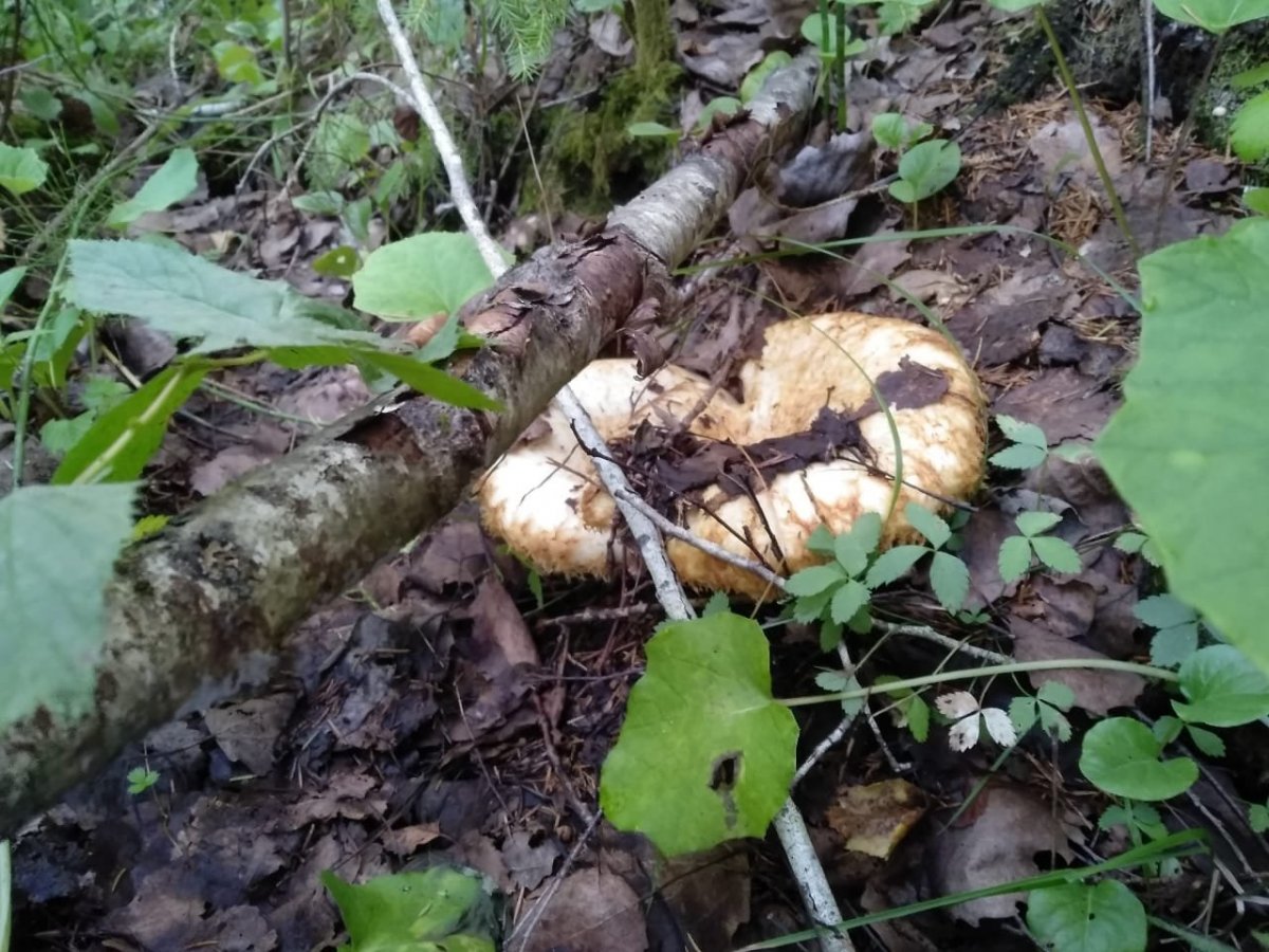 WhatsApp Image 2024-07-29 at 20.56.14.jpeg