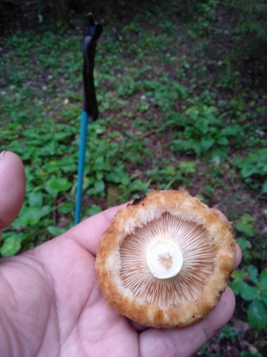 WhatsApp Image 2024-07-23 at 08.38.13(1).jpeg