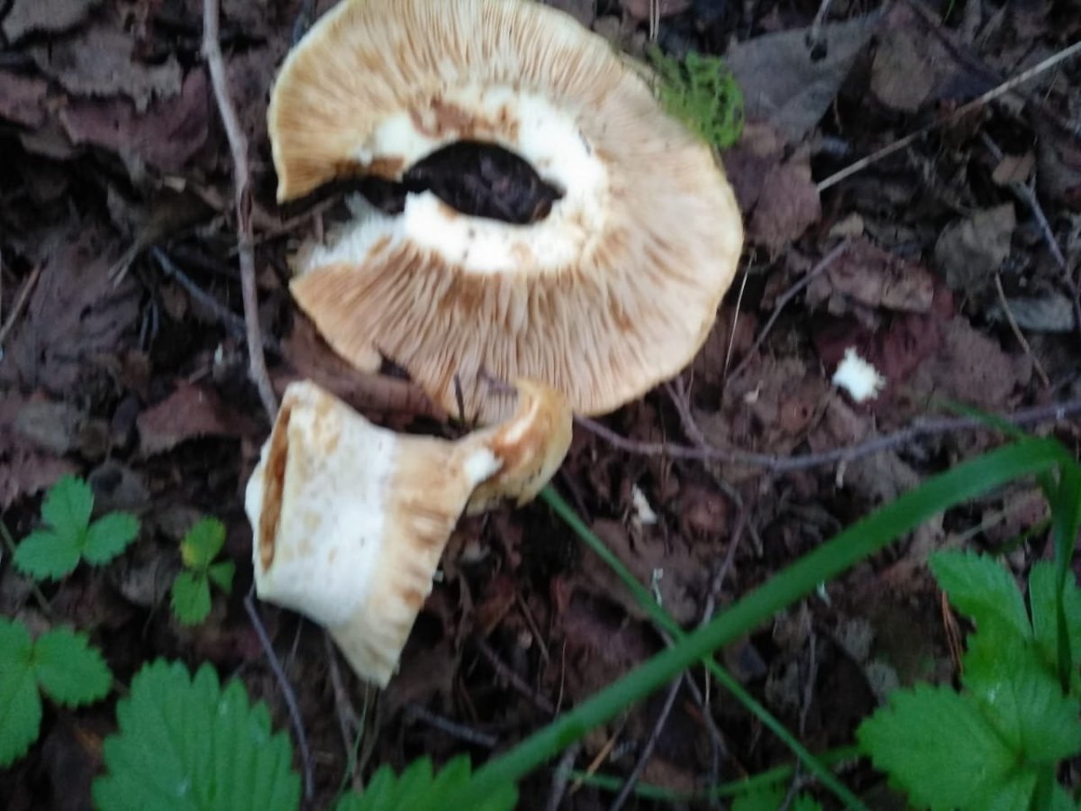 WhatsApp Image 2024-07-23 at 08.38.13(2).jpeg