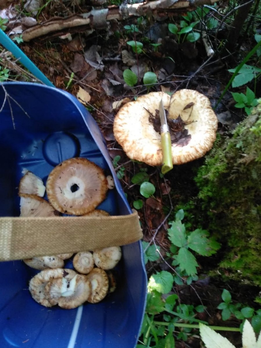 WhatsApp Image 2024-07-29 at 20.56.06(1).jpeg